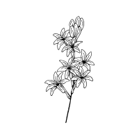 Tuberose | Tropical Flowers Names