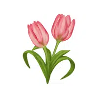 Tulip | Desert Flowers Names