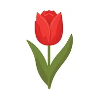 Tulip | Water Flowers Names