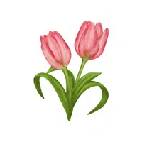 Tulip | Spring Flowers Names