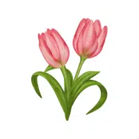 Tulip | Garden Flowers Names