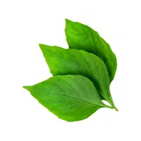 Tulsi | Garden Plants Names