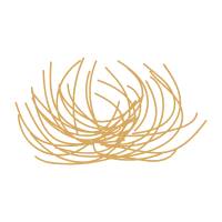 Tumbleweed | Desert Plants Names