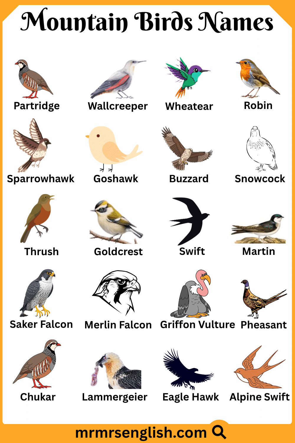 Types of Mountain Birds in English with Pictures