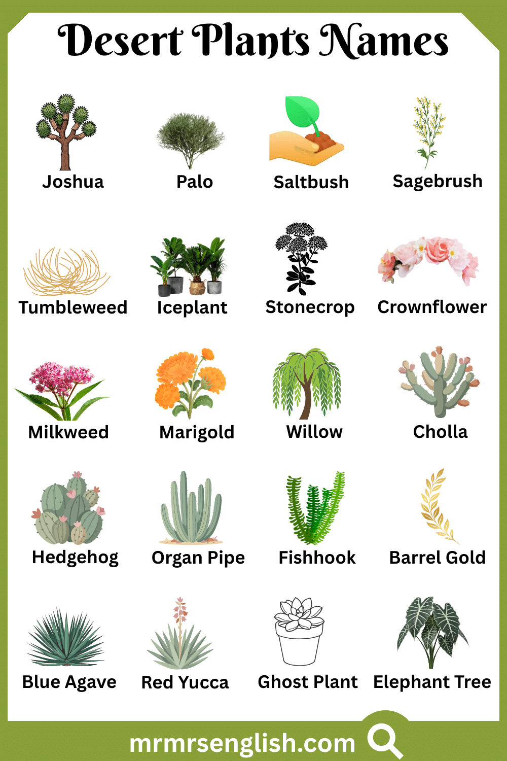 Types of Desert Plants in English with Pictures