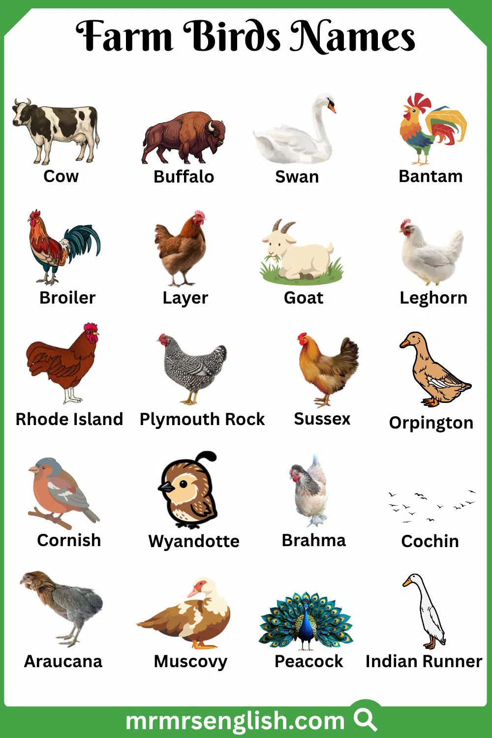 Types of Farm Birds in English with Pictures