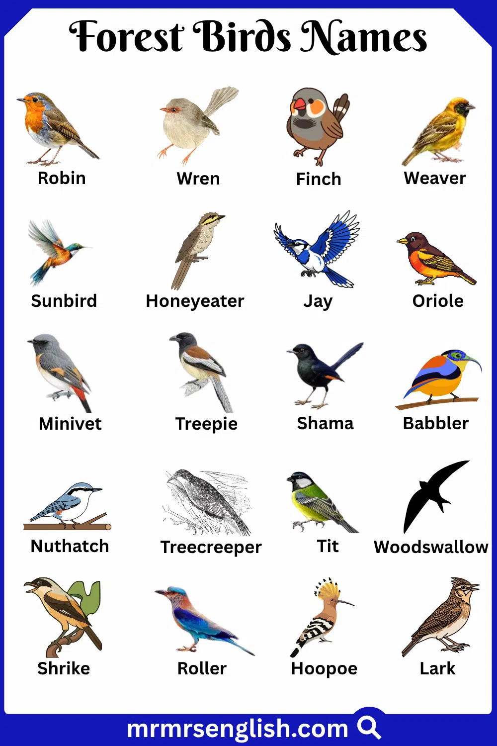 Types of Forest Birds in English with Pictures
