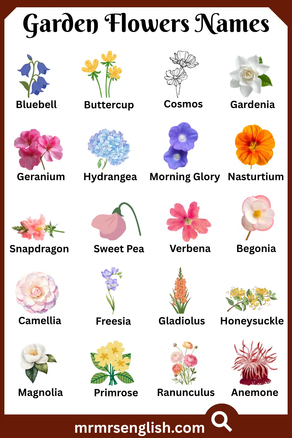 Types of Garden Flowers in English with Pictures