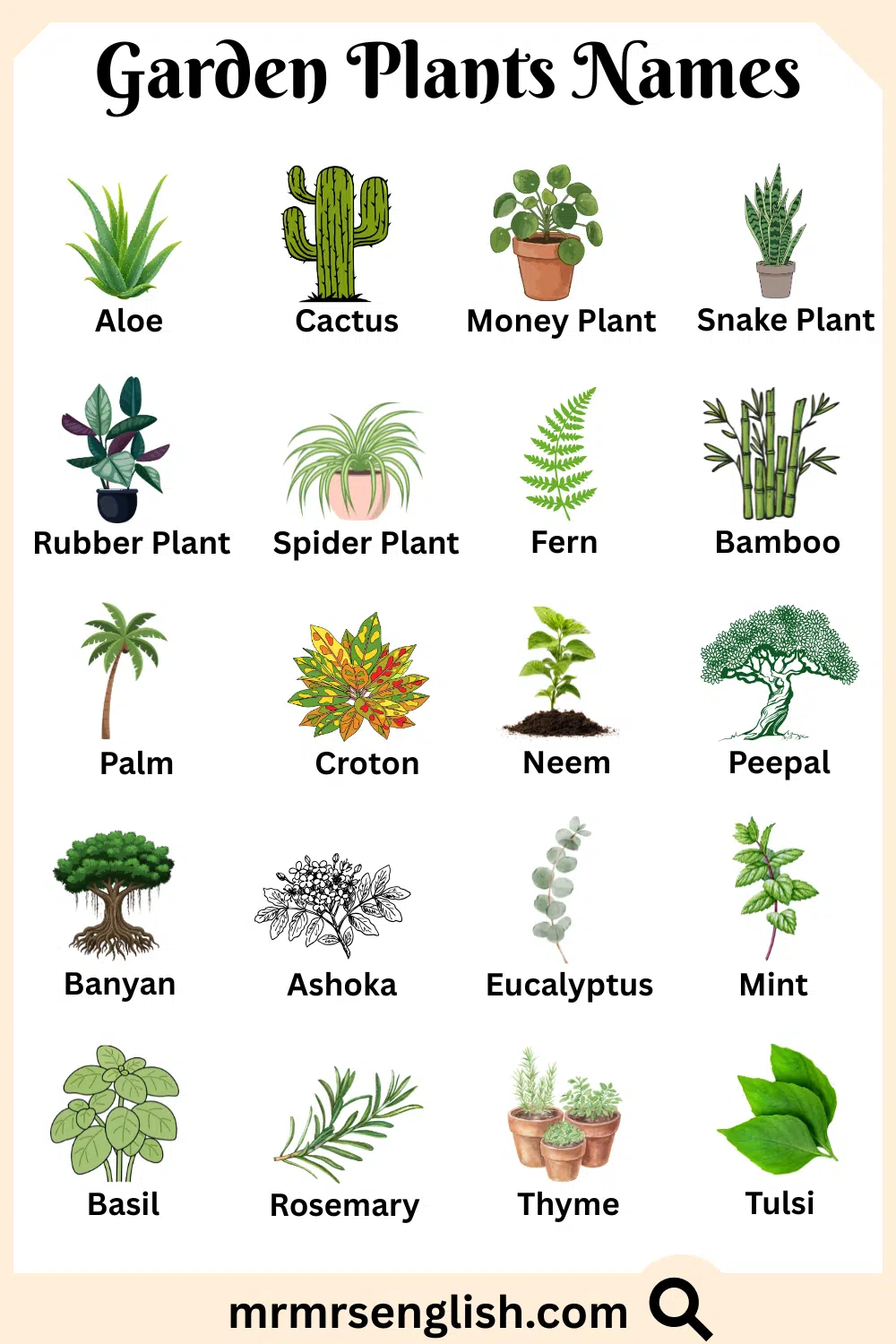 Types of Garden Plants in English with Pictures
