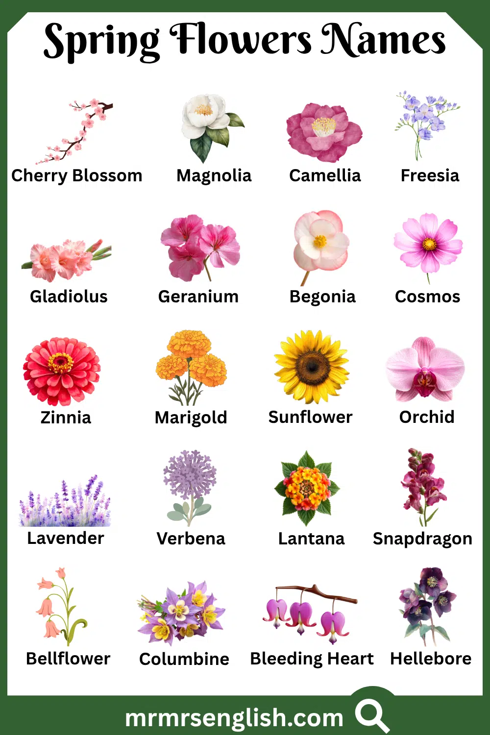 Types of Spring Flowers in English with Pictures