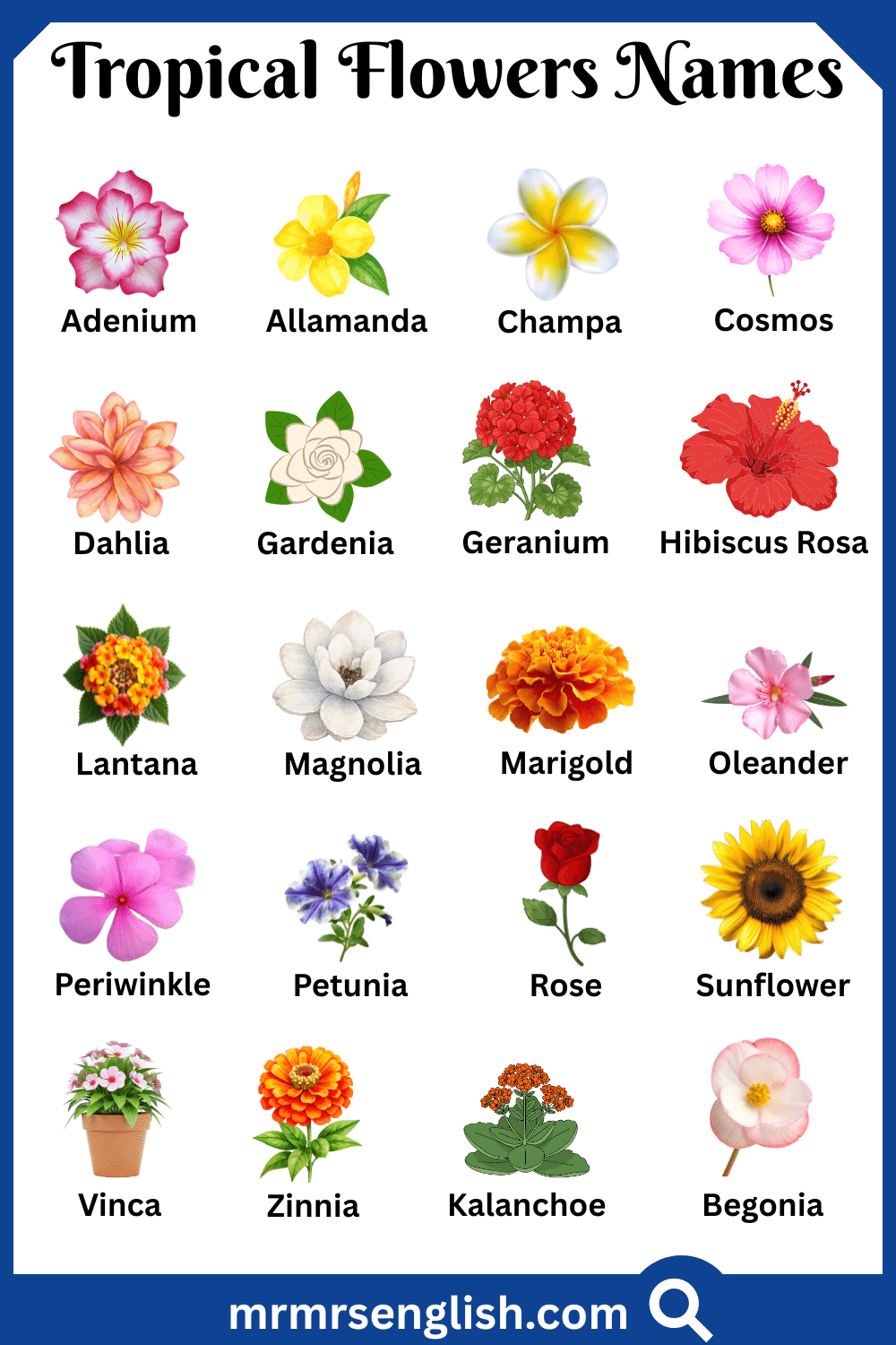 Types of Tropical Flowers in English with Pictures