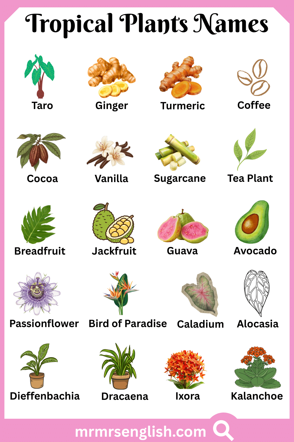 Types of Tropical Plants in English with Pictures