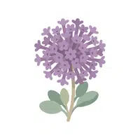 Verbena | Desert Flowers Names