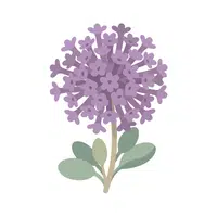 Verbena | Spring Flowers Names