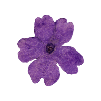 Verbena | Wild Plants Names