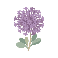 Verbena | Desert Plants Names