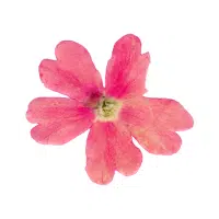 Verbena | Garden Flowers Names