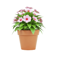 Vinca | Tropical Flowers Names