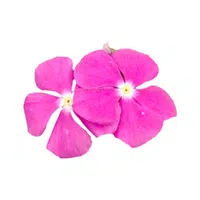 Vinca | Desert Flowers Names