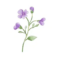 Violet | Water Flowers Names