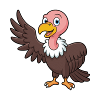 Vulture | Mountain Birds Names