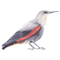 Wallcreeper | Mountain Birds Names