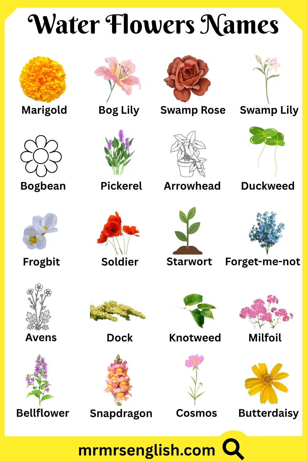 List of Water Flowers in English with Pictures