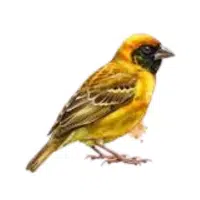 Weaver | Forest Birds Names