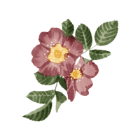Wild Rose | Wild Plants Names