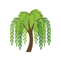 Willow | Desert Plants Names