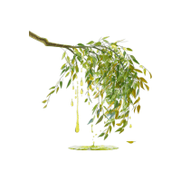 Willow | Wild Plants Names