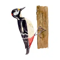 Woodpecker | Forest Birds Names