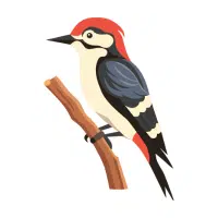 Woodpecker | Zoo Birds Names