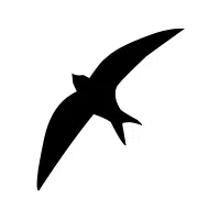 Woodswallow | Forest Birds Names