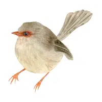 Wren | Forest Birds Names