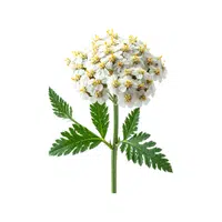 Yarrow | Spring Flowers Names