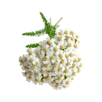 Yarrow | Wild Plants Names