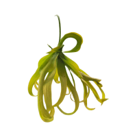 Ylang Ylang | Tropical Flowers Names