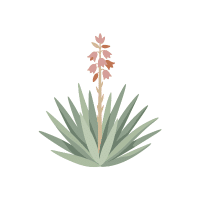 Yucca | Desert Plants Names