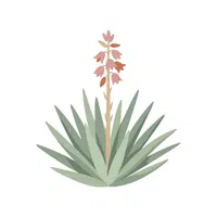 Yucca | Desert Flowers Names