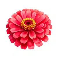 Zinnia | Spring Flowers Names