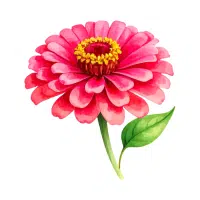 Zinnia | Garden Flowers Names