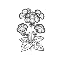 Ageratum