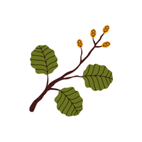 Alder