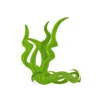 Algae