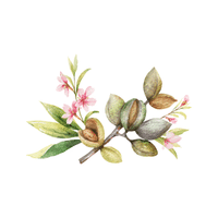 Almond