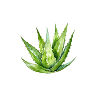 Aloe