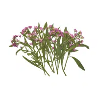 Alyssum