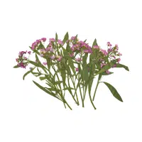Alyssum