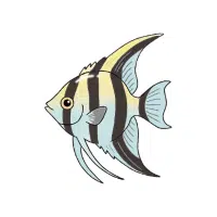 Angelfish